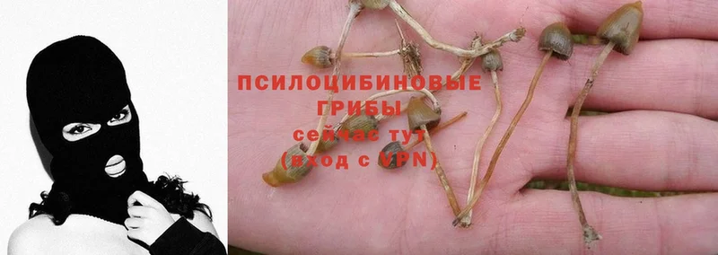 Псилоцибиновые грибы Psilocybine cubensis Белово